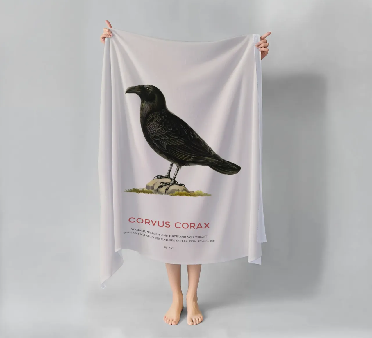 Corvo comune - Corvus Corax telo mare da Vintagrafica
