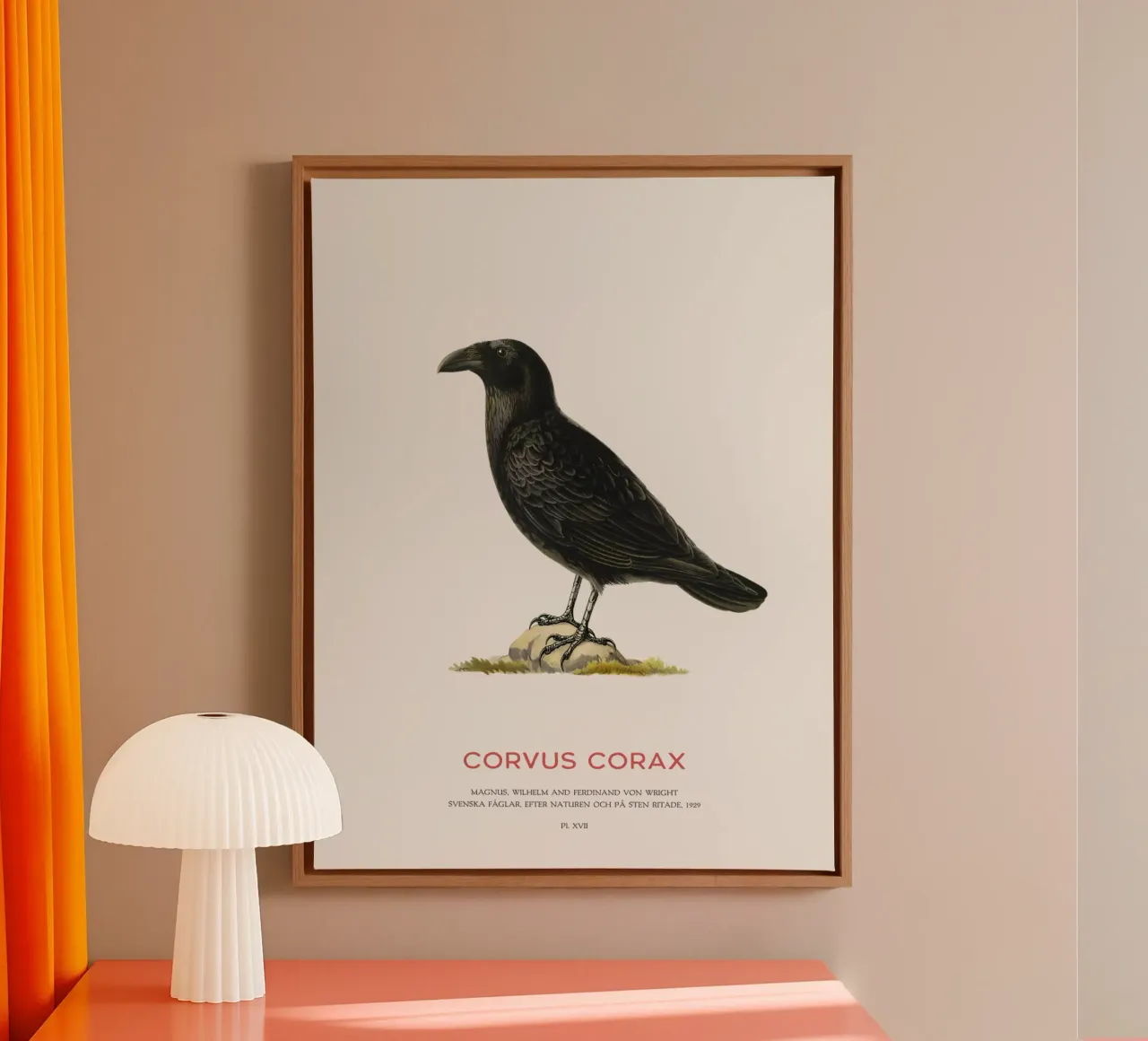 Corvo comune - Corvus Corax tela con Cornice a cassetta da Vintagrafica