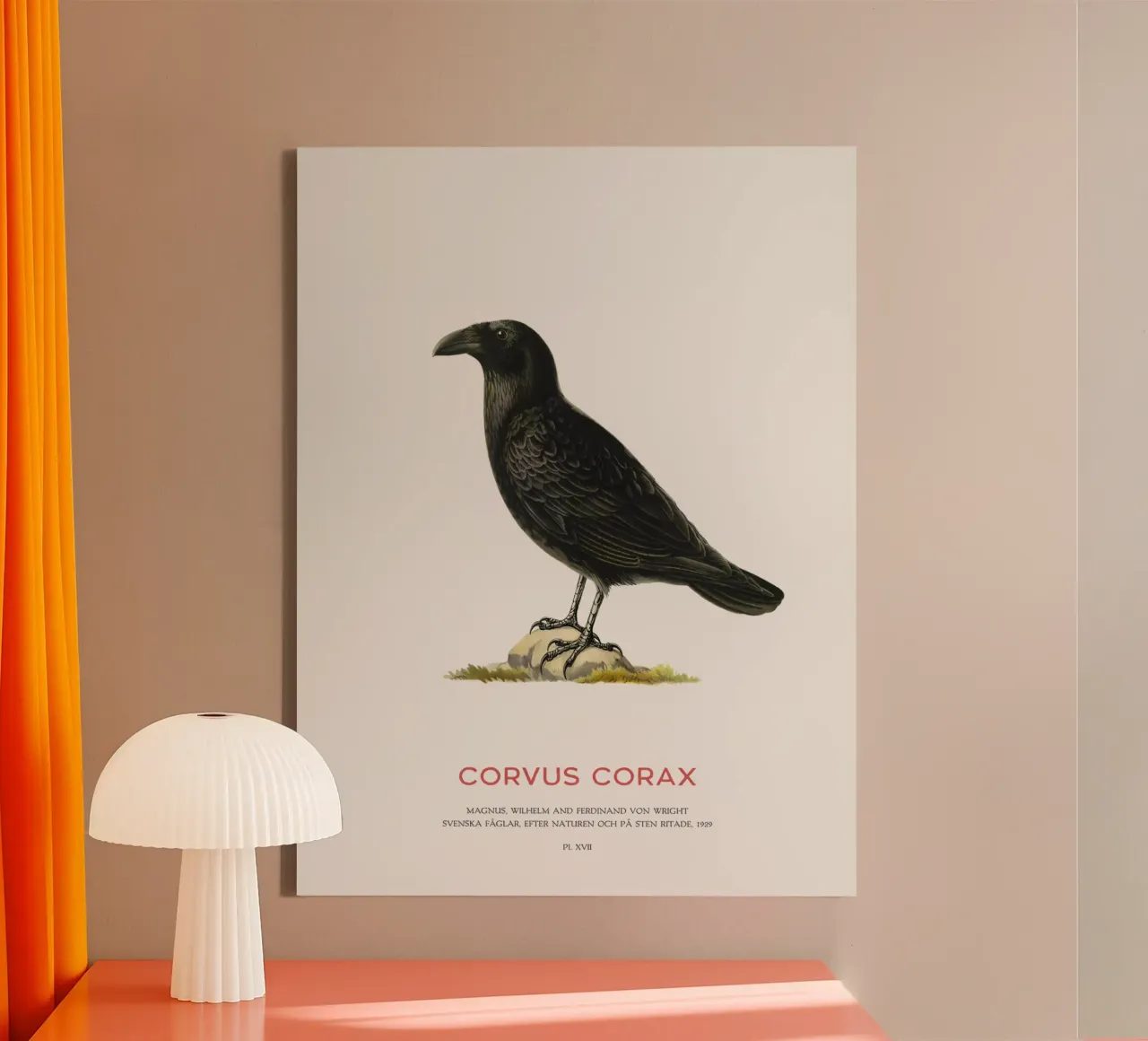 Corvo comune - Corvus Corax tela con Cornice a cassetta da Vintagrafica