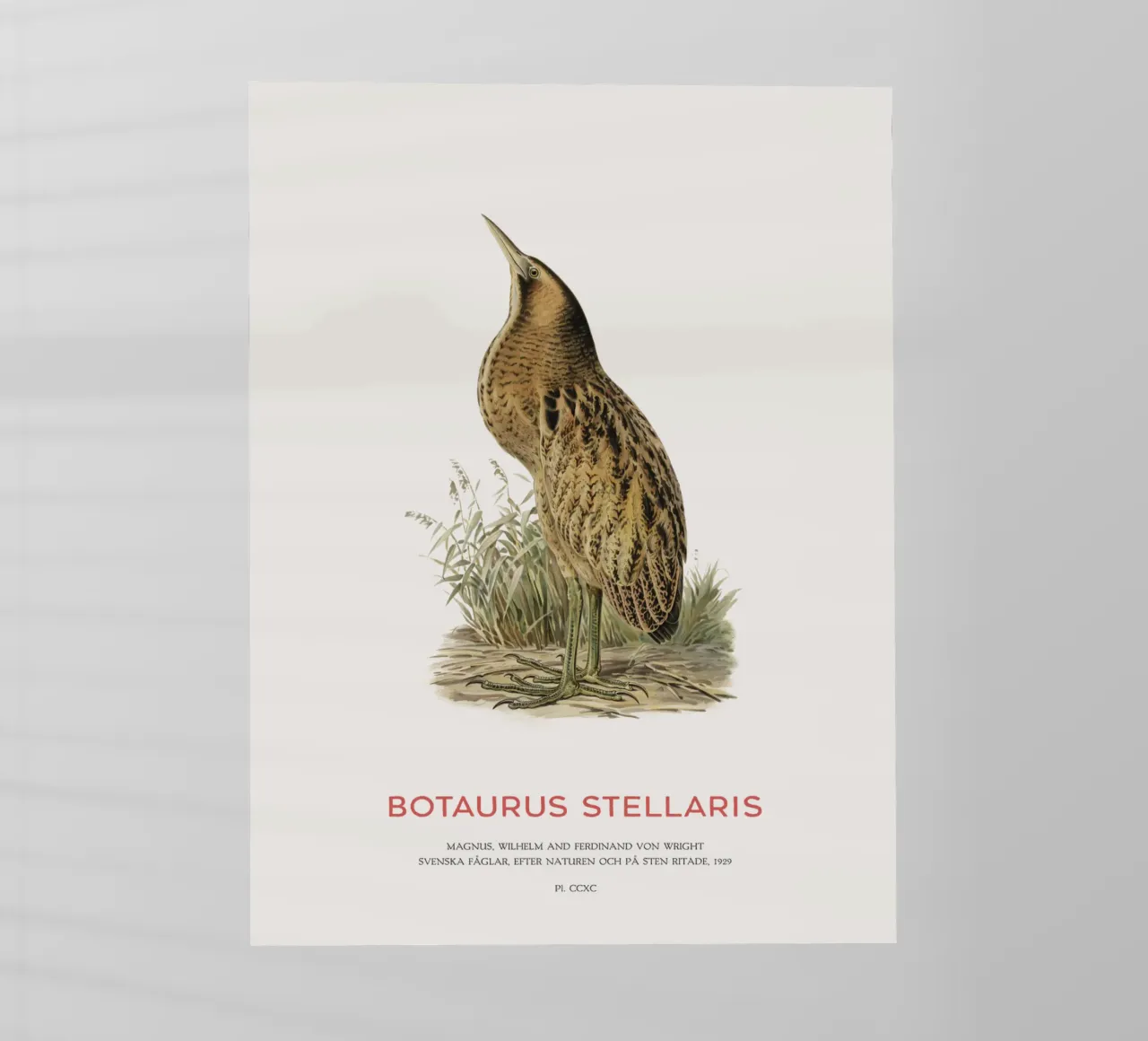 Tarabusino o Botaurus Stellaris pellicola backlit da Vintagrafica