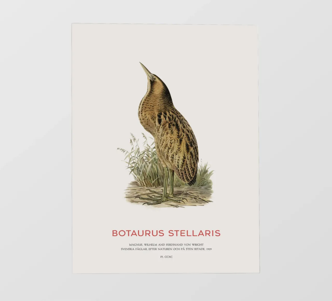 Tarabusino o Botaurus Stellaris pellicola backlit da Vintagrafica