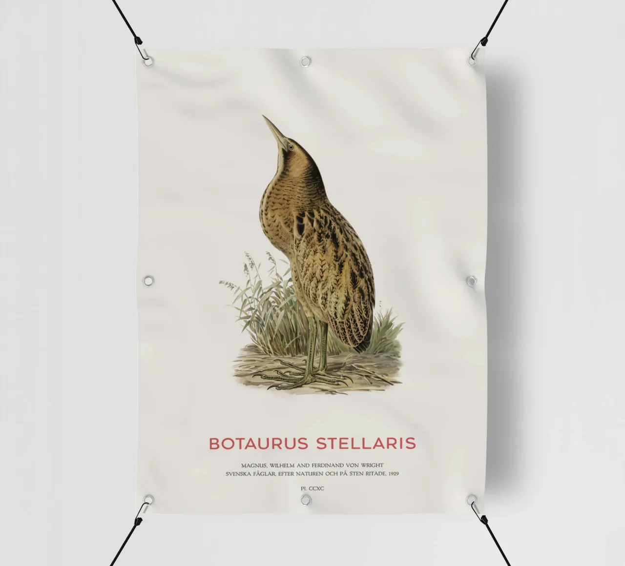 Tarabusino o Botaurus Stellaris telo in pvc da Vintagrafica