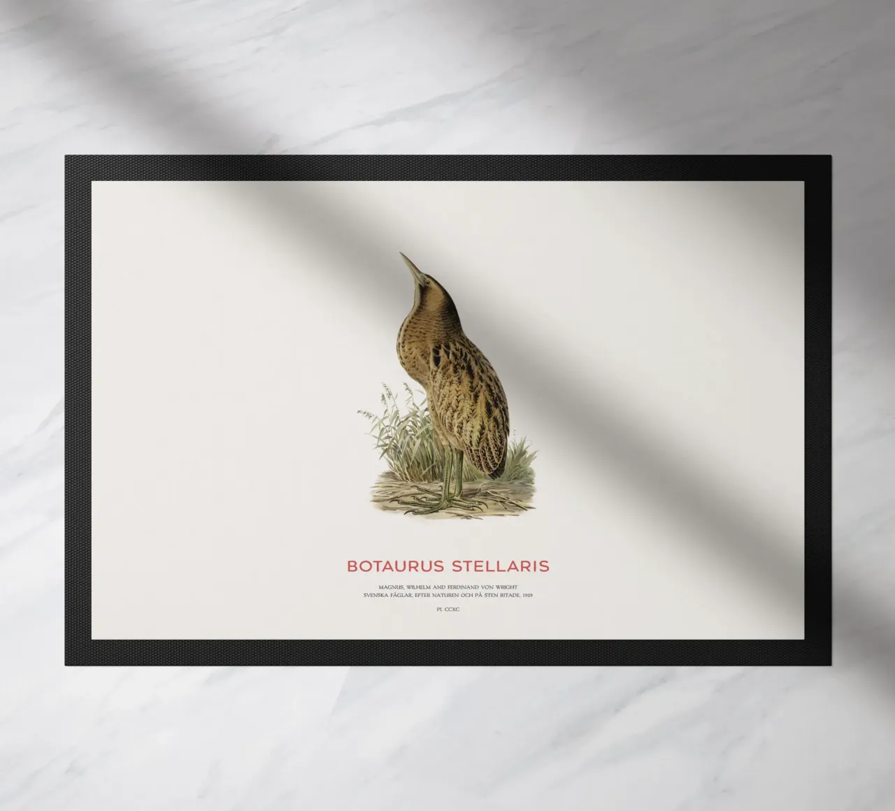 Tarabusino o Botaurus Stellaris zerbino da Vintagrafica