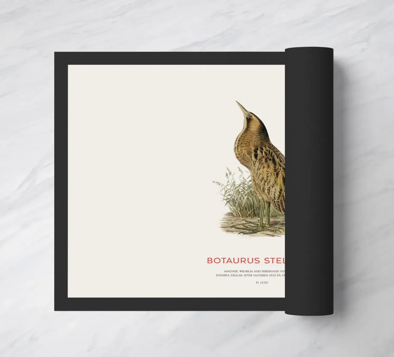 Tarabusino o Botaurus Stellaris zerbino da Vintagrafica