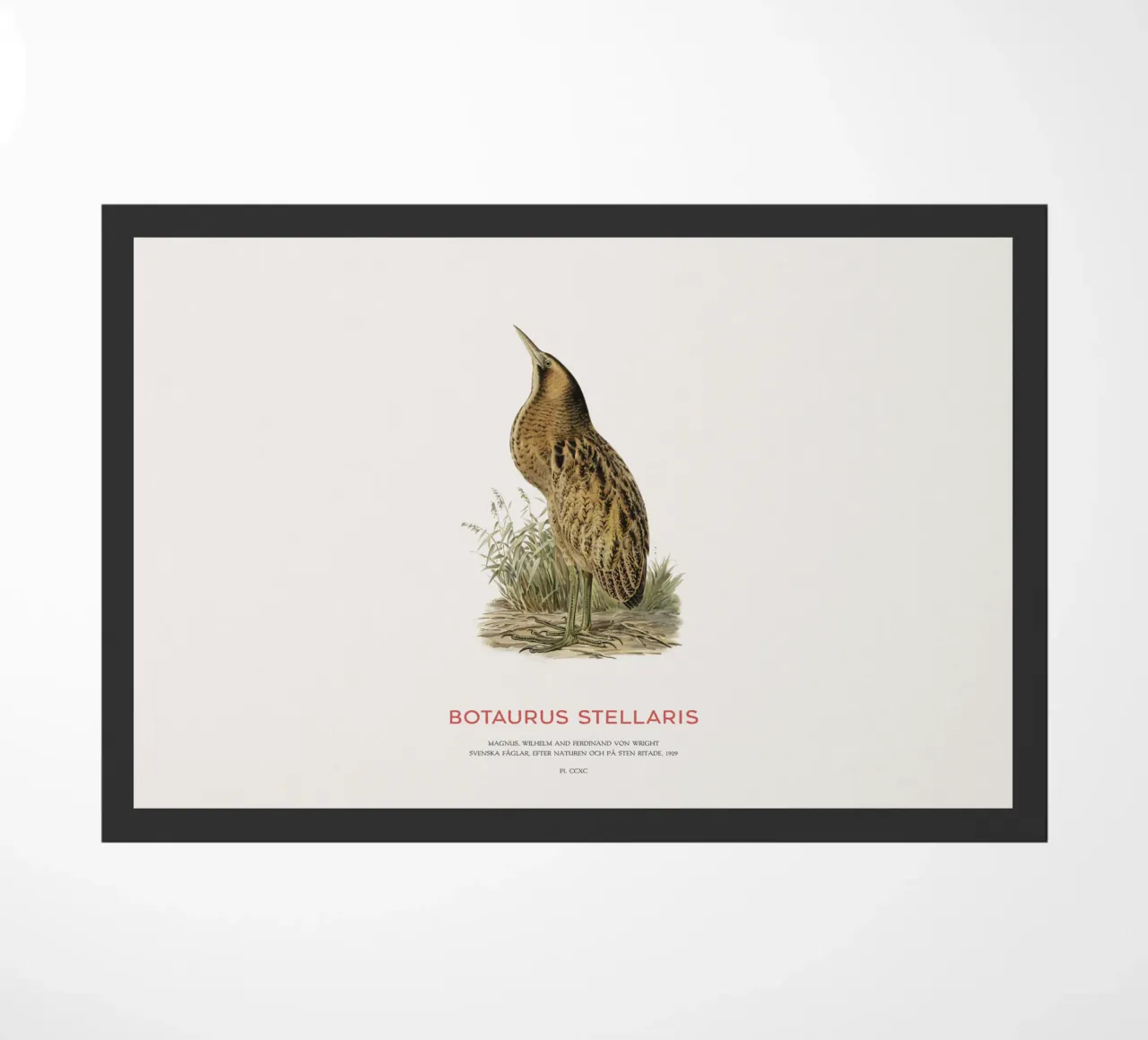 Tarabusino o Botaurus Stellaris zerbino da Vintagrafica