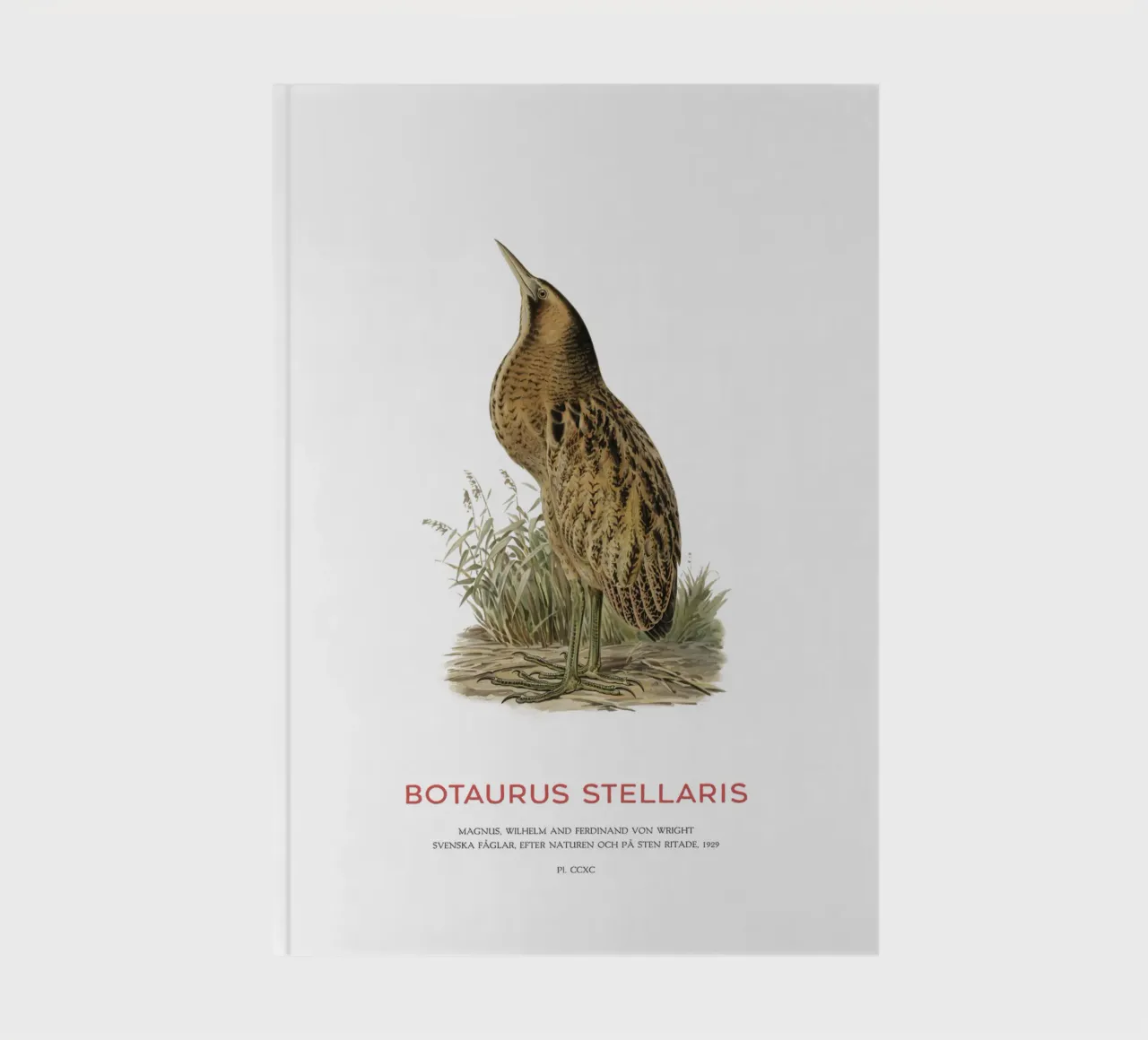 Great bittern or Botaurus Stellaris notebook by Vintagrafica
