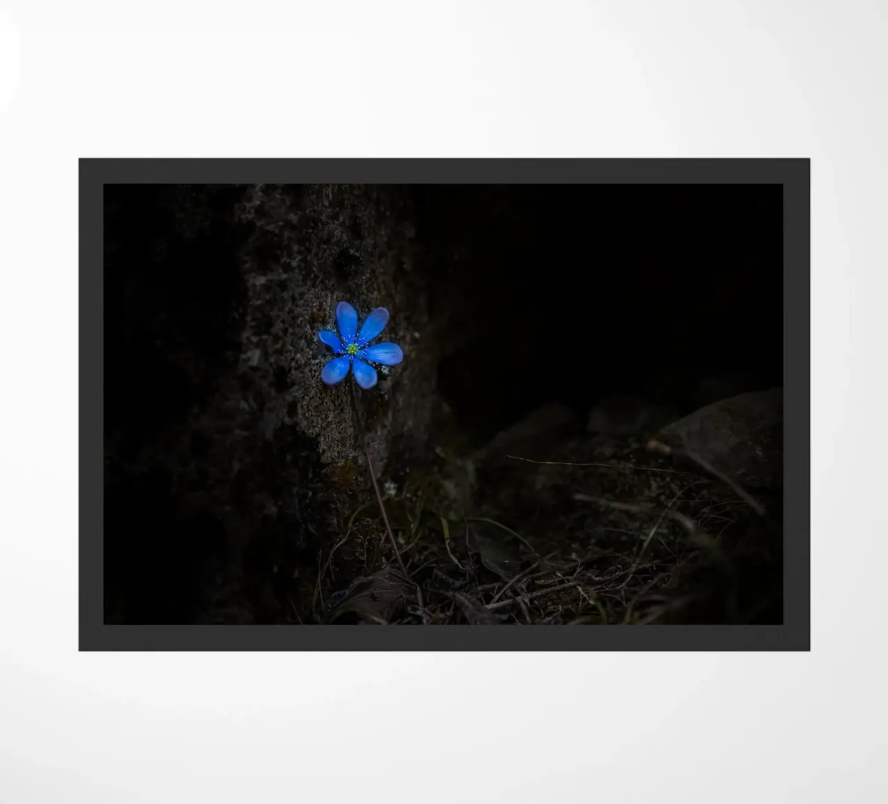 Fiore blu zerbino da Rainer Lüdecke – Wall Art