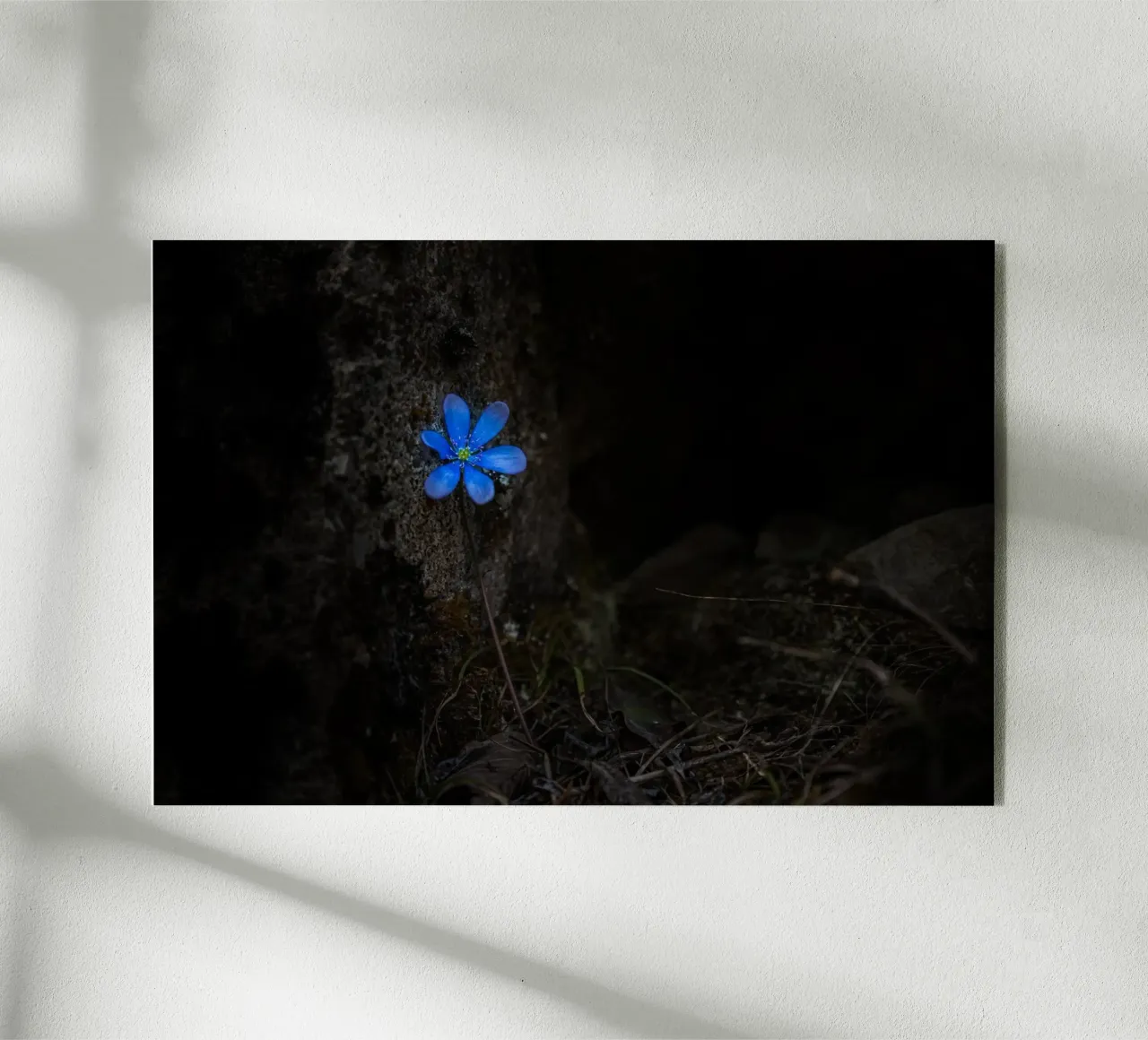 Fiore blu plexiglass da Rainer Lüdecke – Wall Art