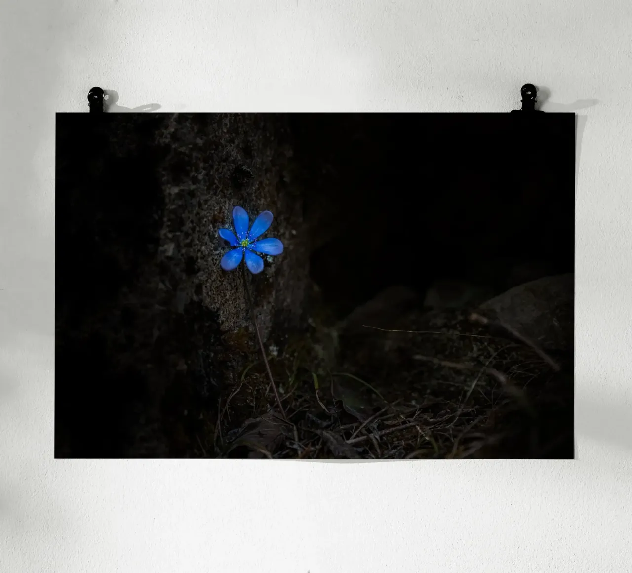 Fiore blu poster da Rainer Lüdecke – Wall Art