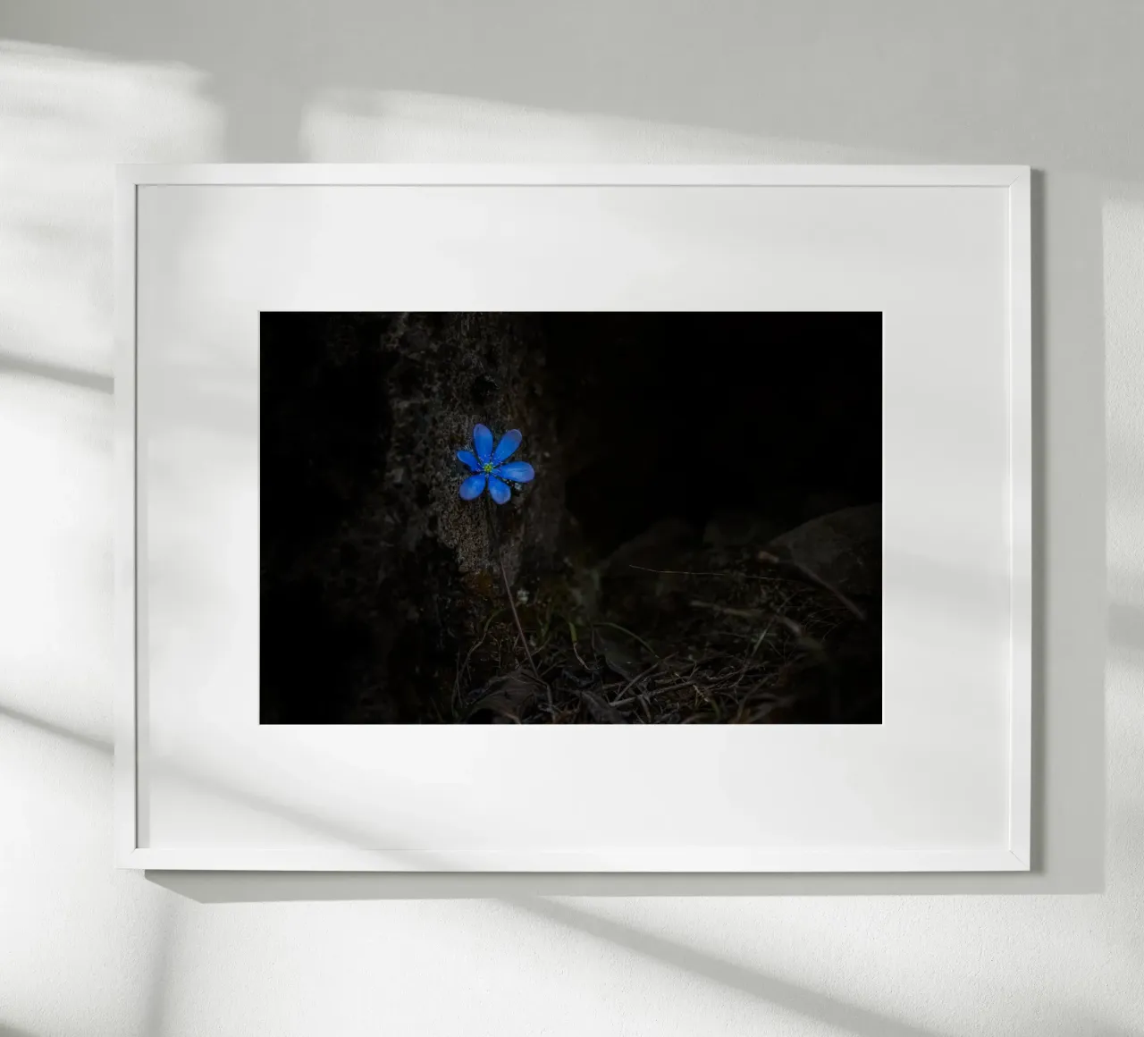 Fiore blu poster da Rainer Lüdecke – Wall Art