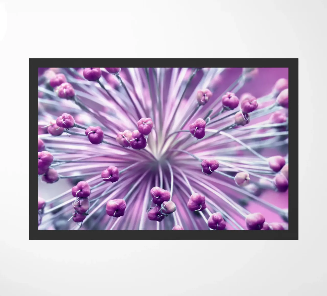 Allium zerbino da Atteloi