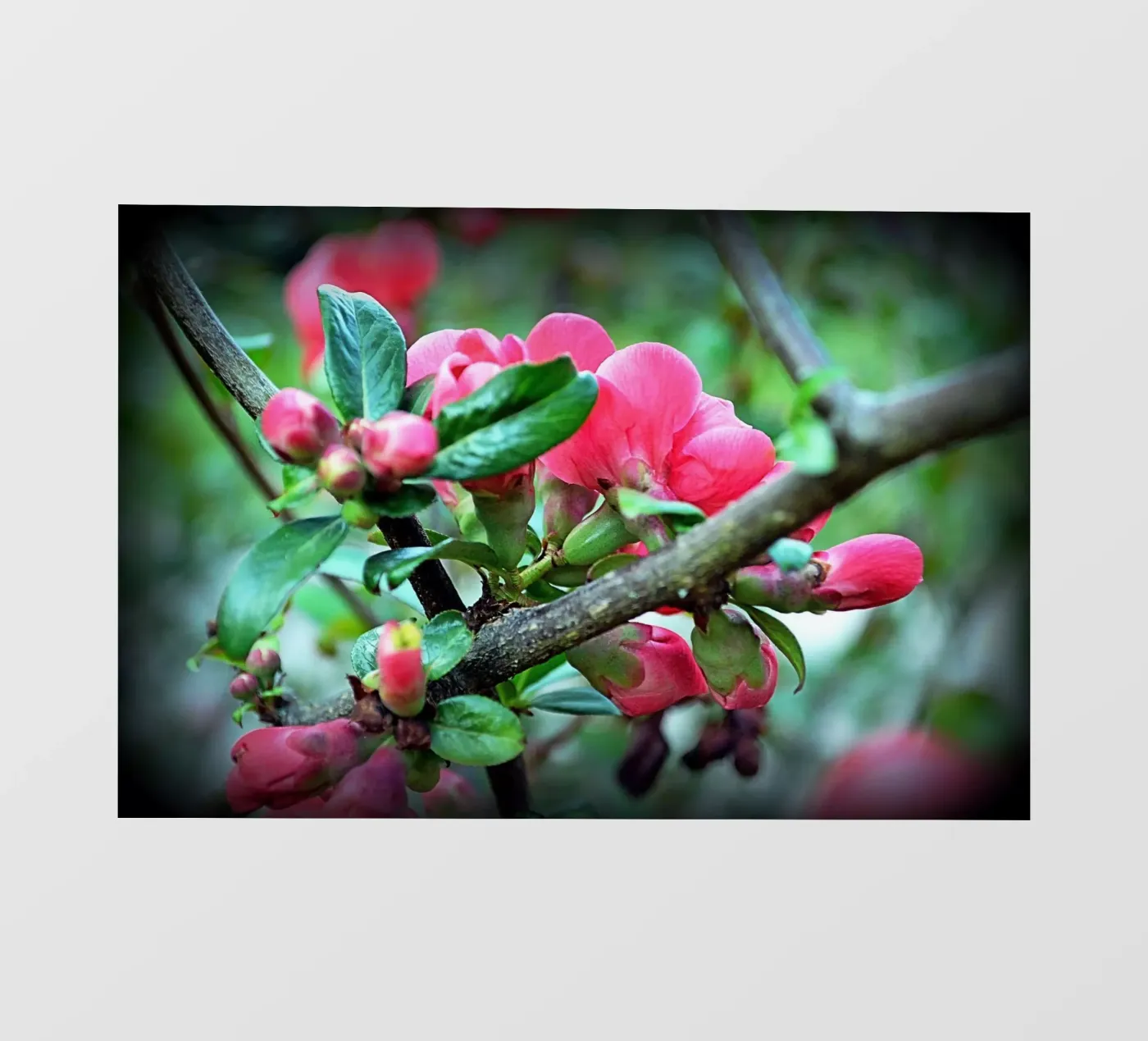 FAA10 pellicola backlit da Thierry vobmann photography