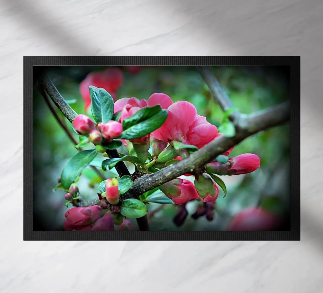 FAA10 zerbino da Thierry vobmann photography