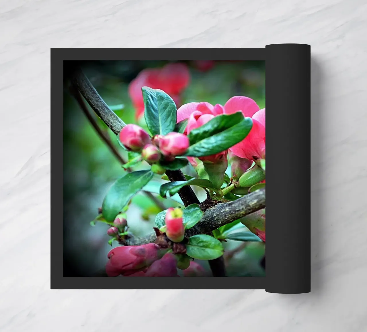 FAA10 zerbino da Thierry vobmann photography