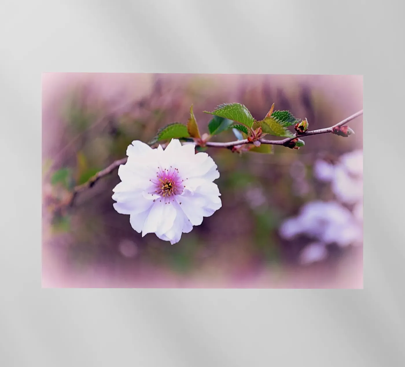 FAA11 pellicola backlit da Thierry vobmann photography