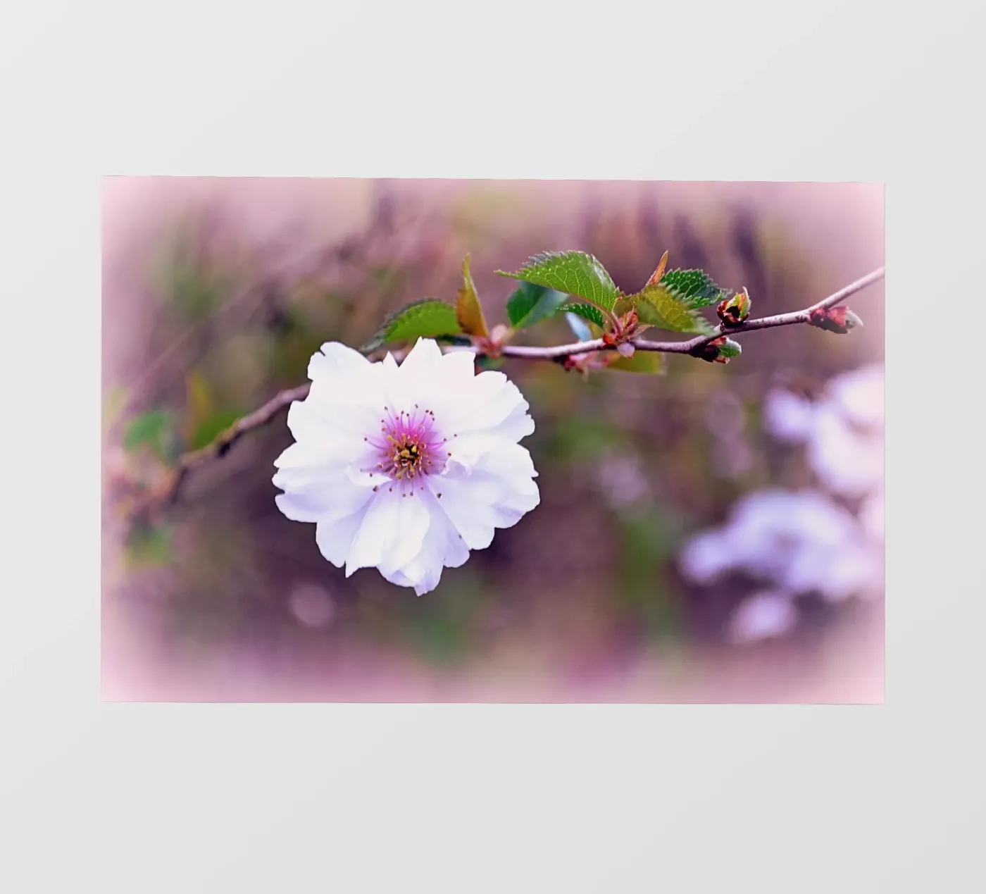 FAA11 pellicola backlit da Thierry vobmann photography