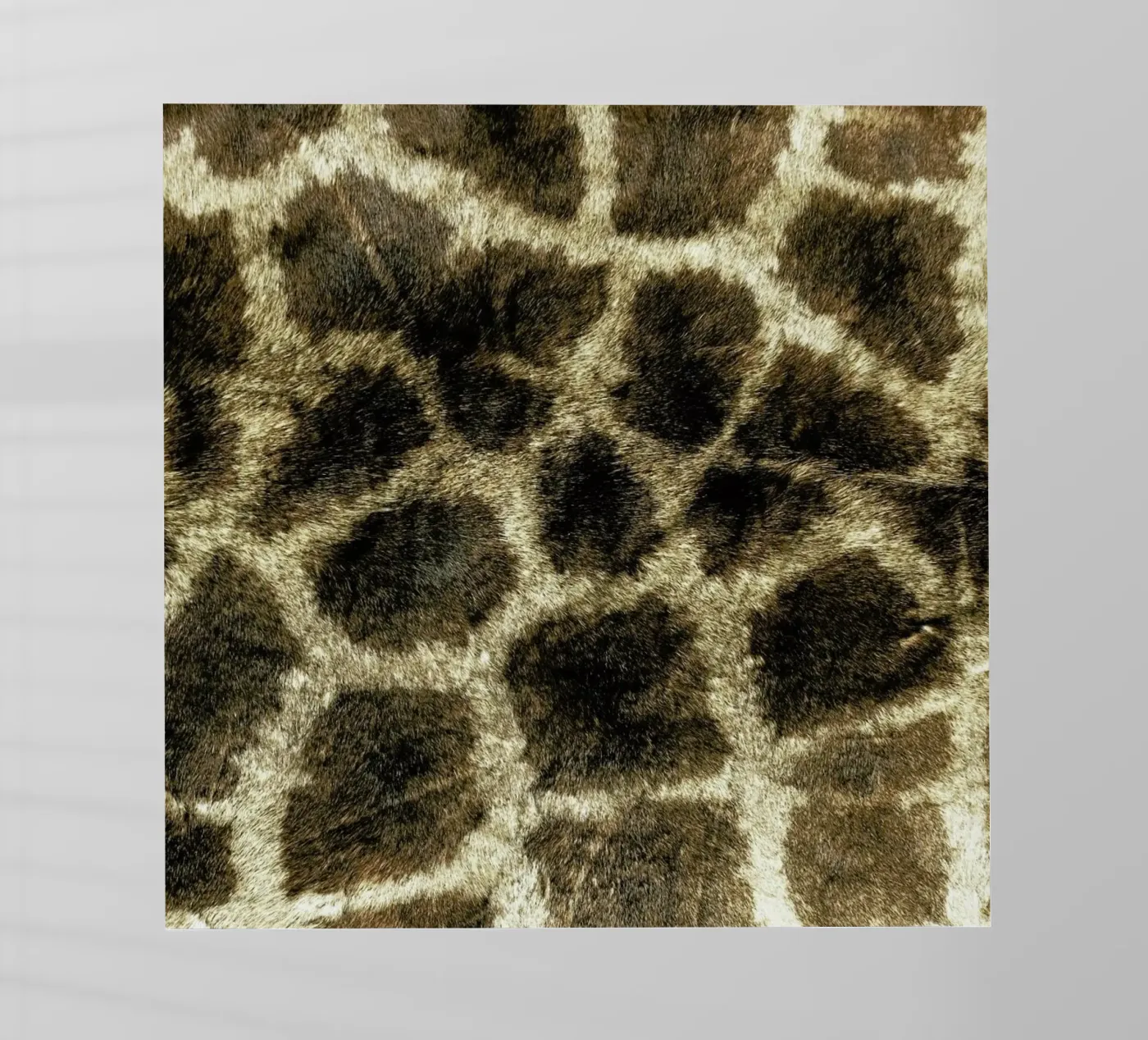 Giraffe pellicola backlit da Ballack Art House