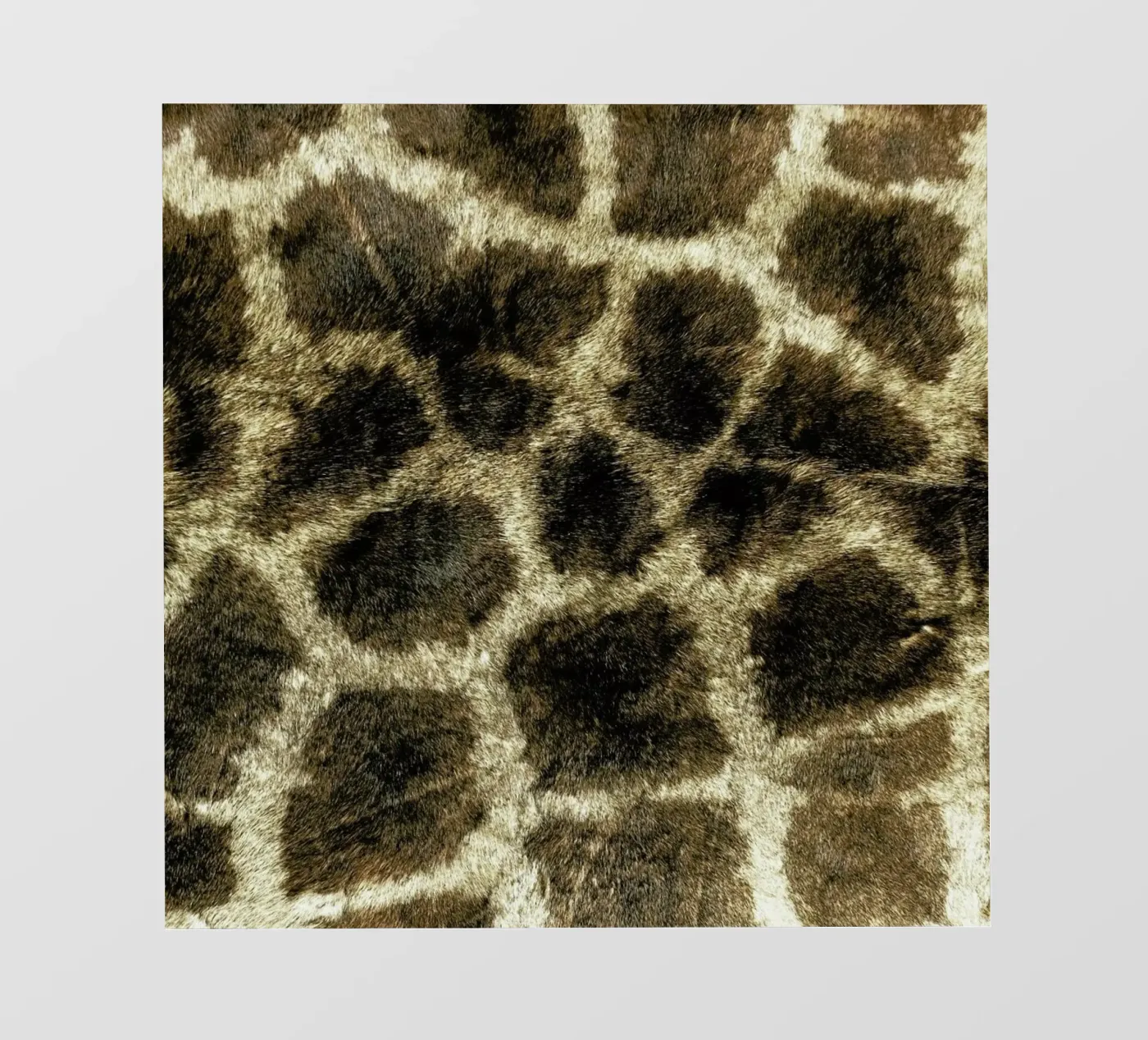 Giraffe pellicola backlit da Ballack Art House