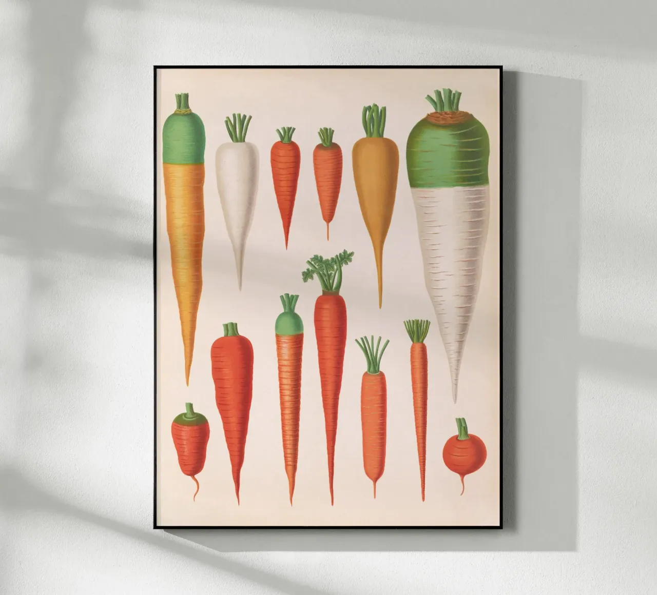 Carote plexiglass da Botanical