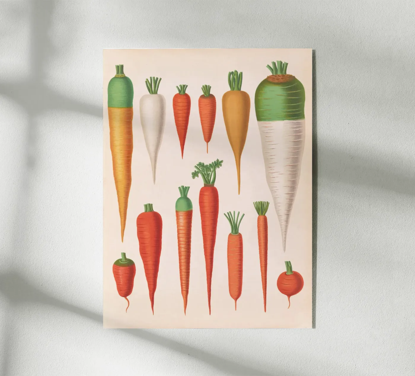 Carrots Acryl-Glas von Apolo Prints