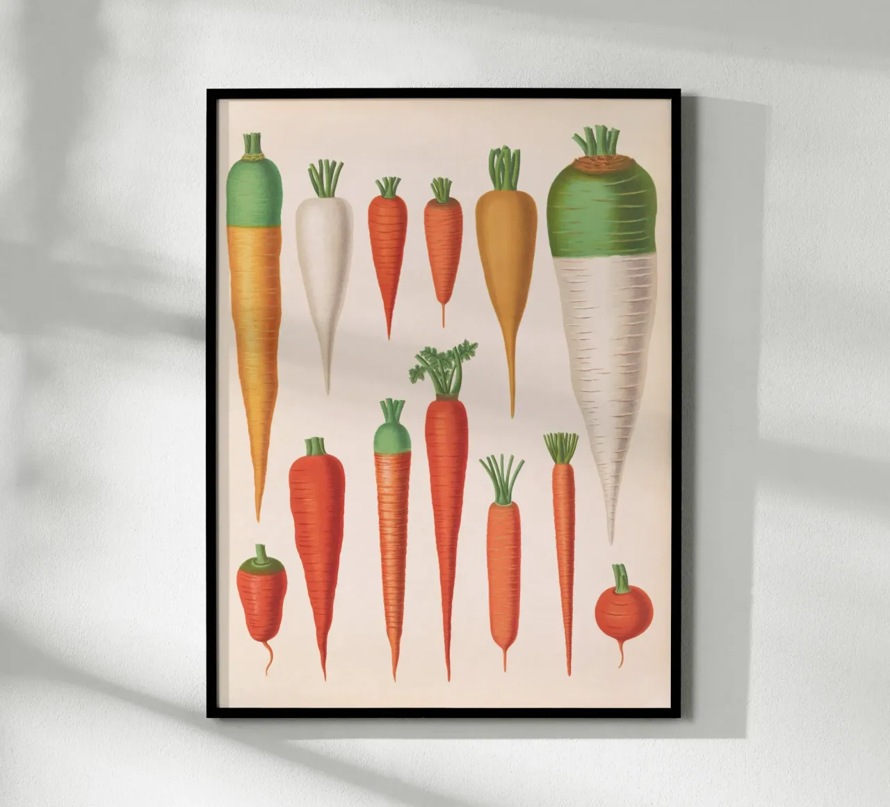 Carote poster da Botanical