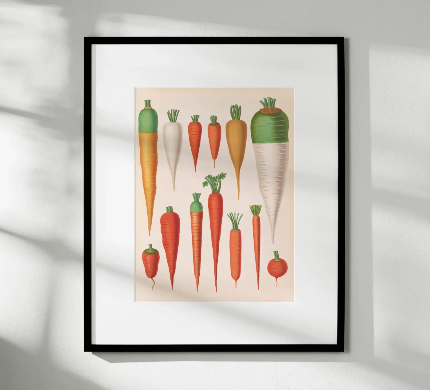 Carottes poster de Apolo Prints
