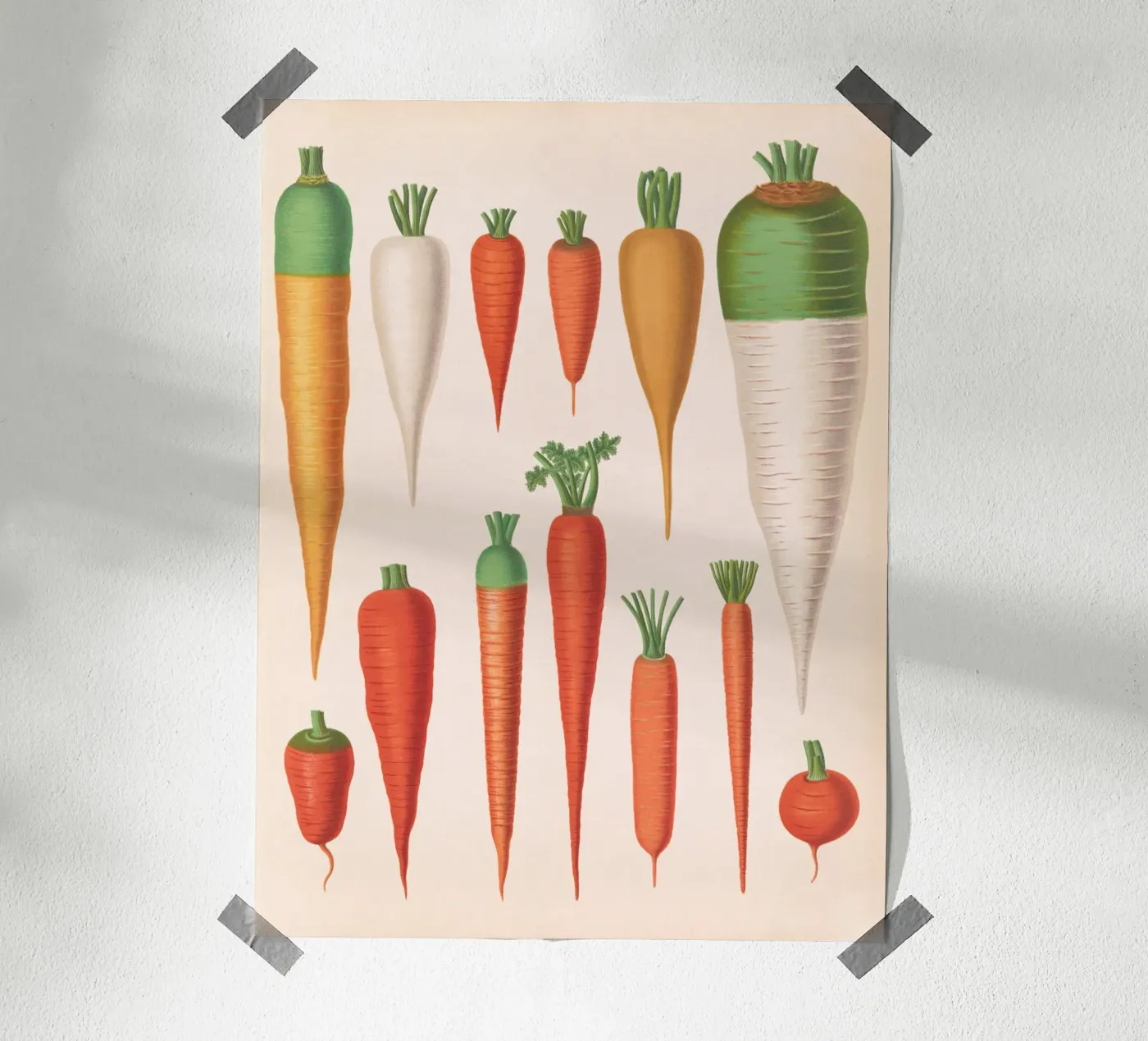 Carottes poster de Apolo Prints