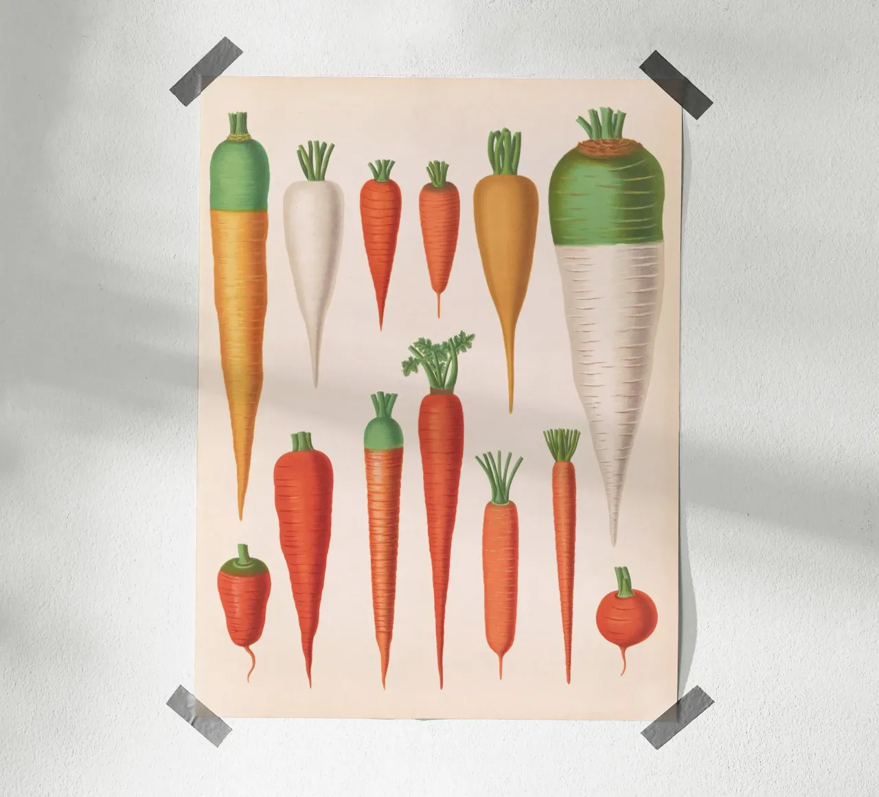 Carote poster da Botanical