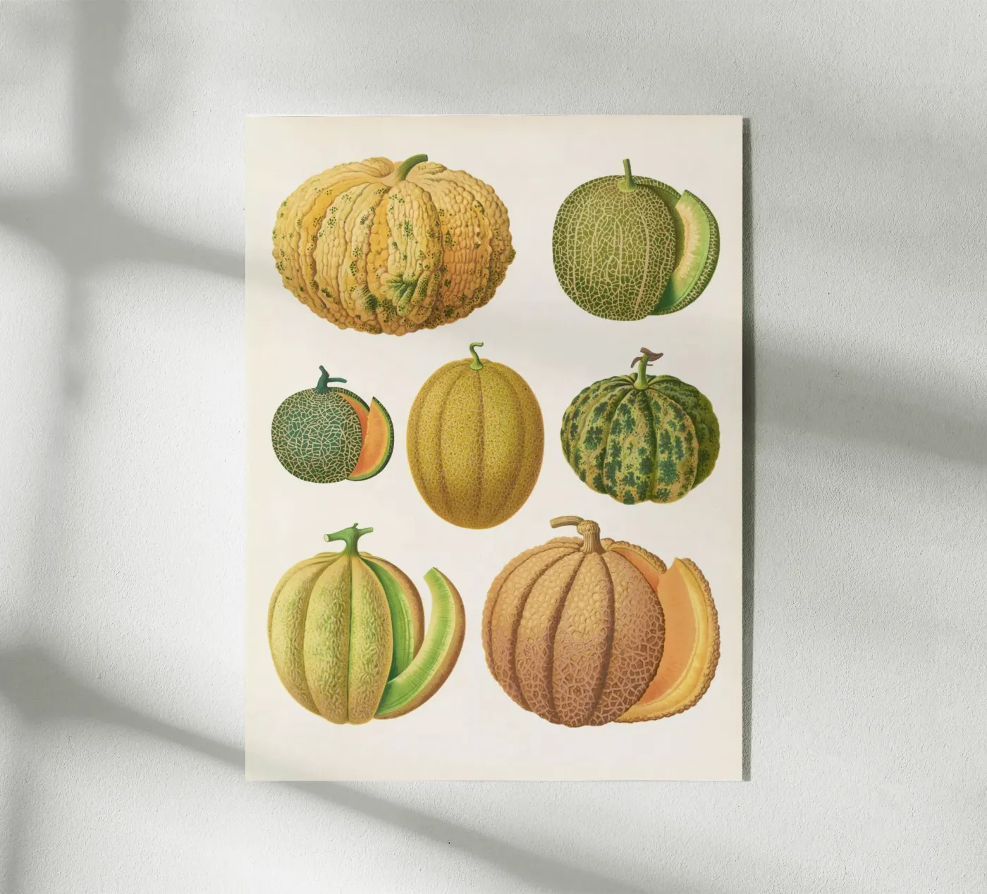 Melons plexiglas de Apolo Prints