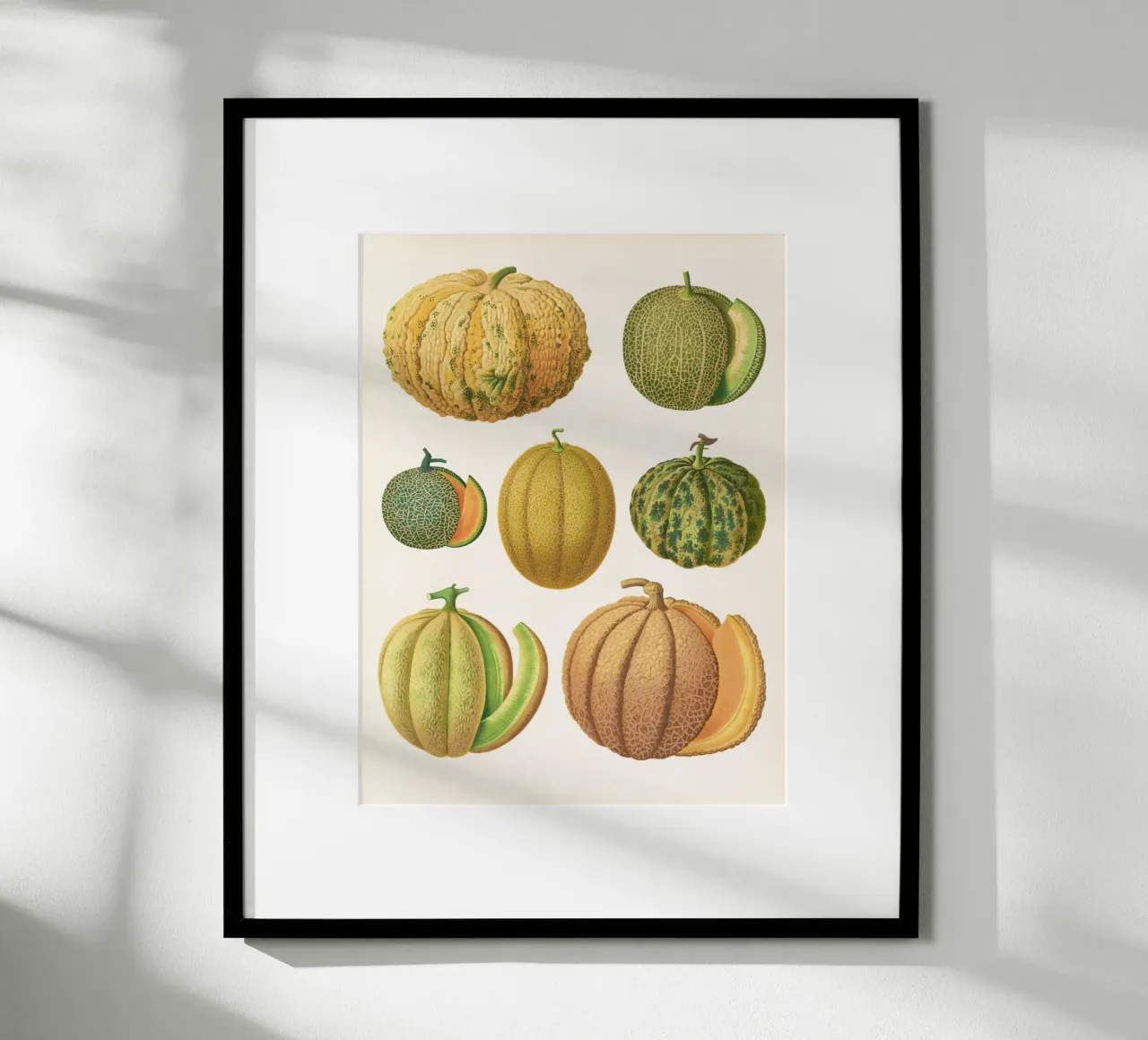 Melons poster by Botanical
