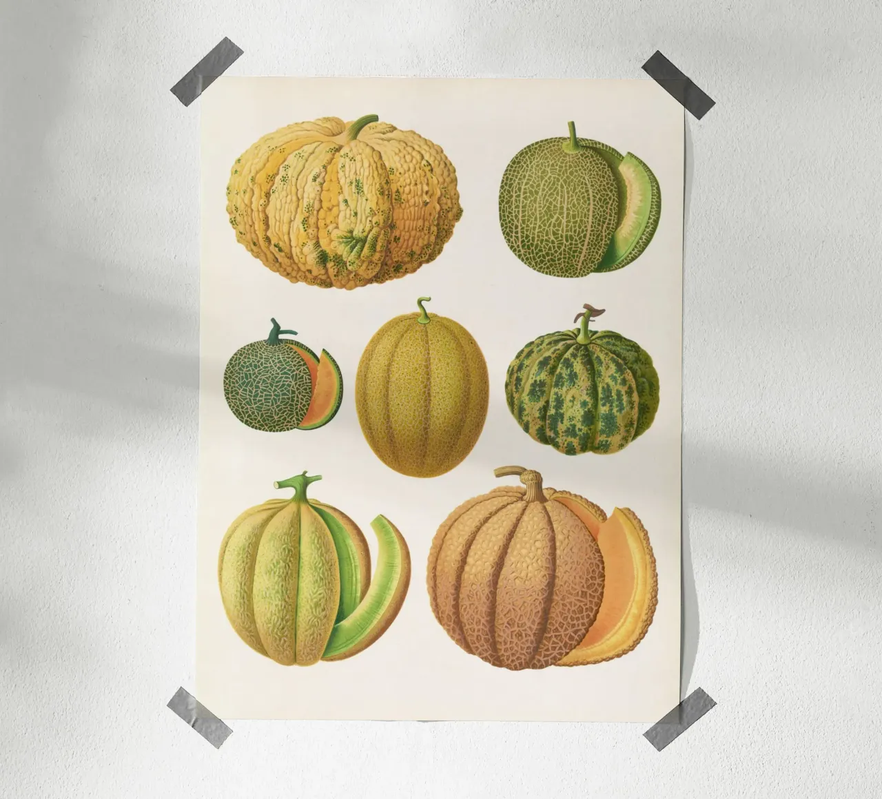 Melons poster by Botanical