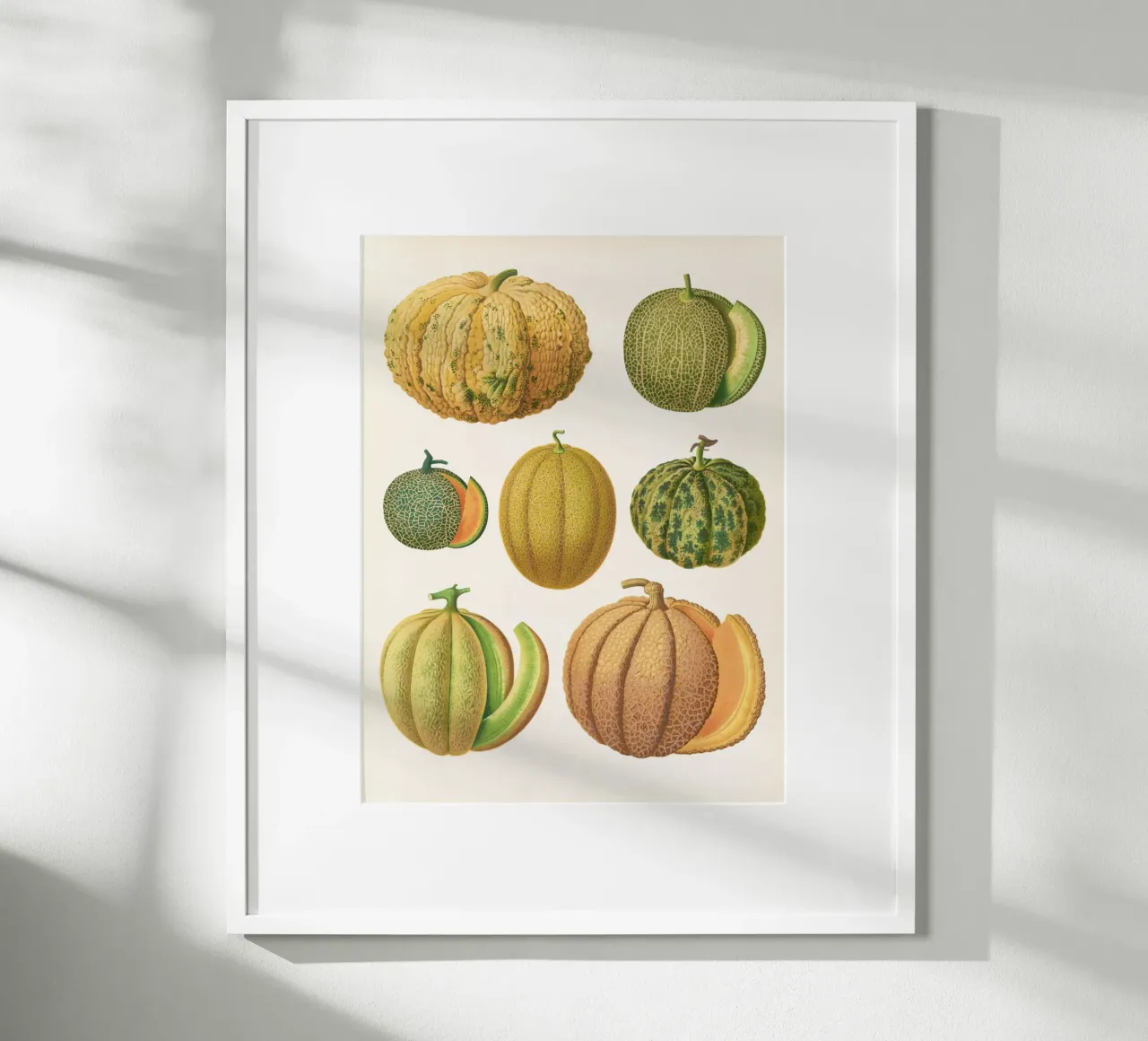 Melons poster by Botanical