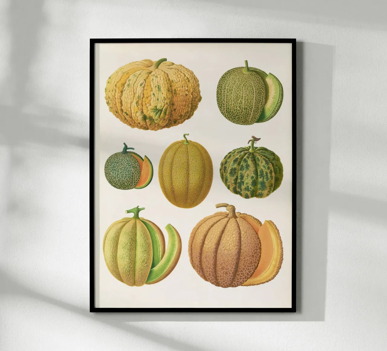 Melons poster by Botanical