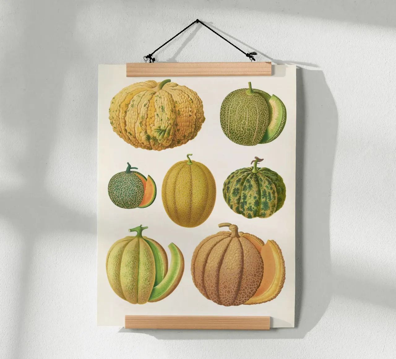 Melons poster by Botanical