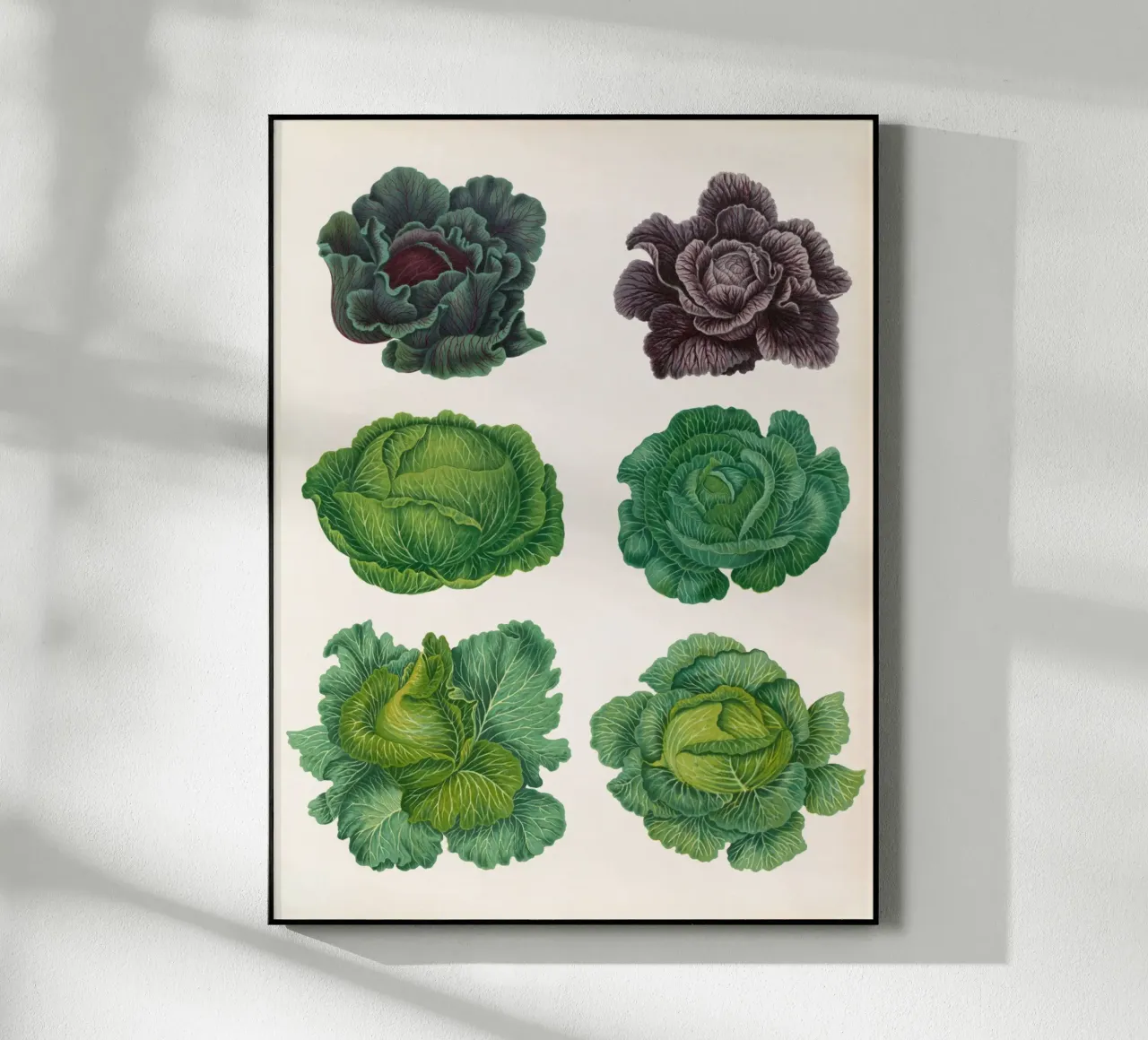 Cavoli plexiglass da Botanical