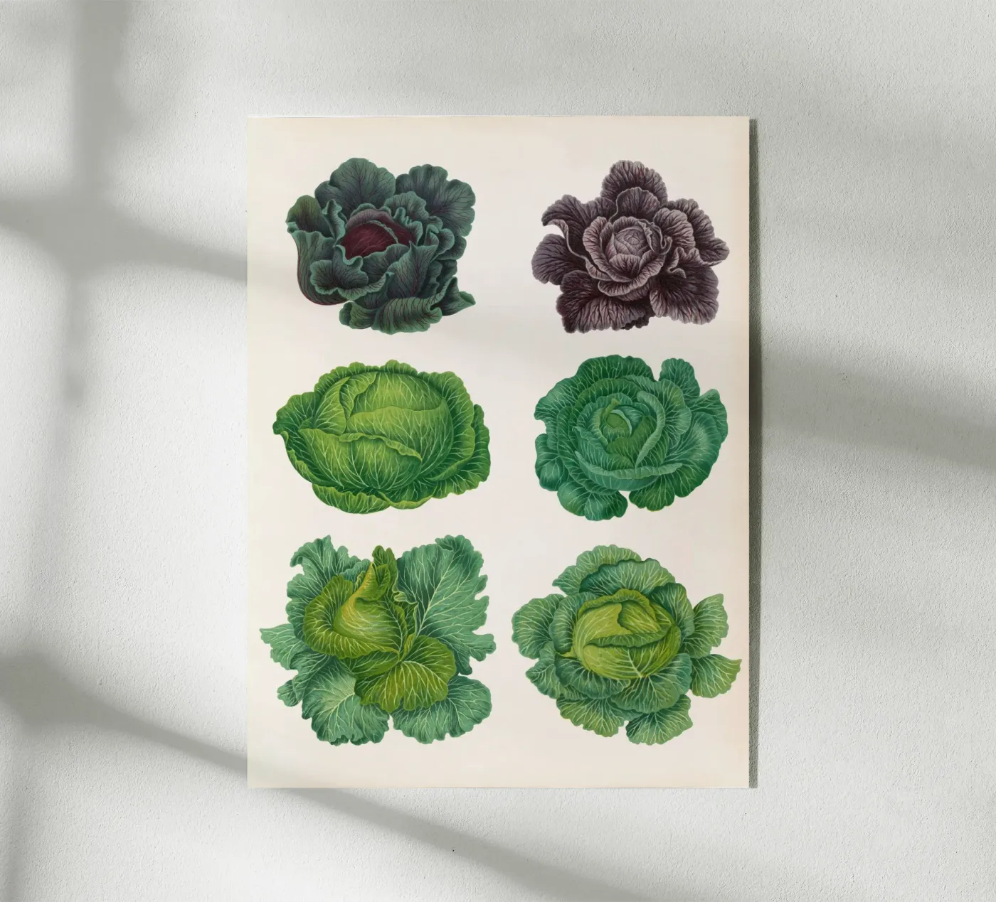 Kohlköpfe Acryl-Glas von Apolo Prints