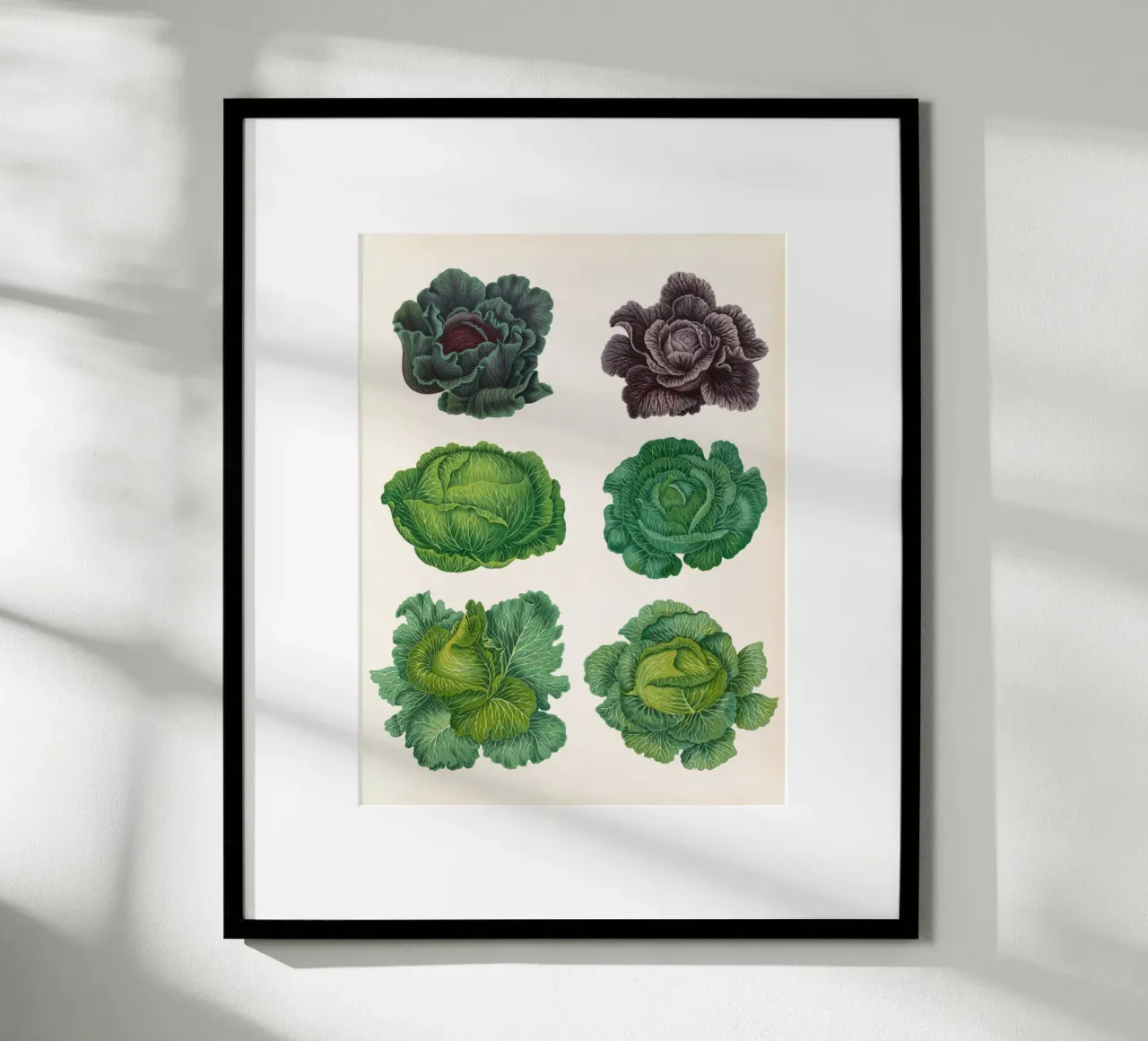 Cavoli poster da Botanical