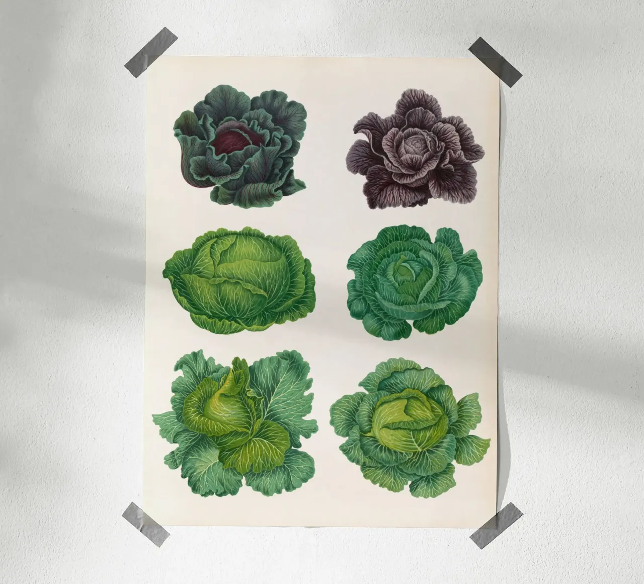 Cavoli poster da Botanical