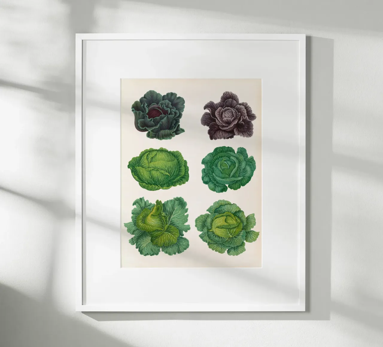 Cavoli poster da Botanical