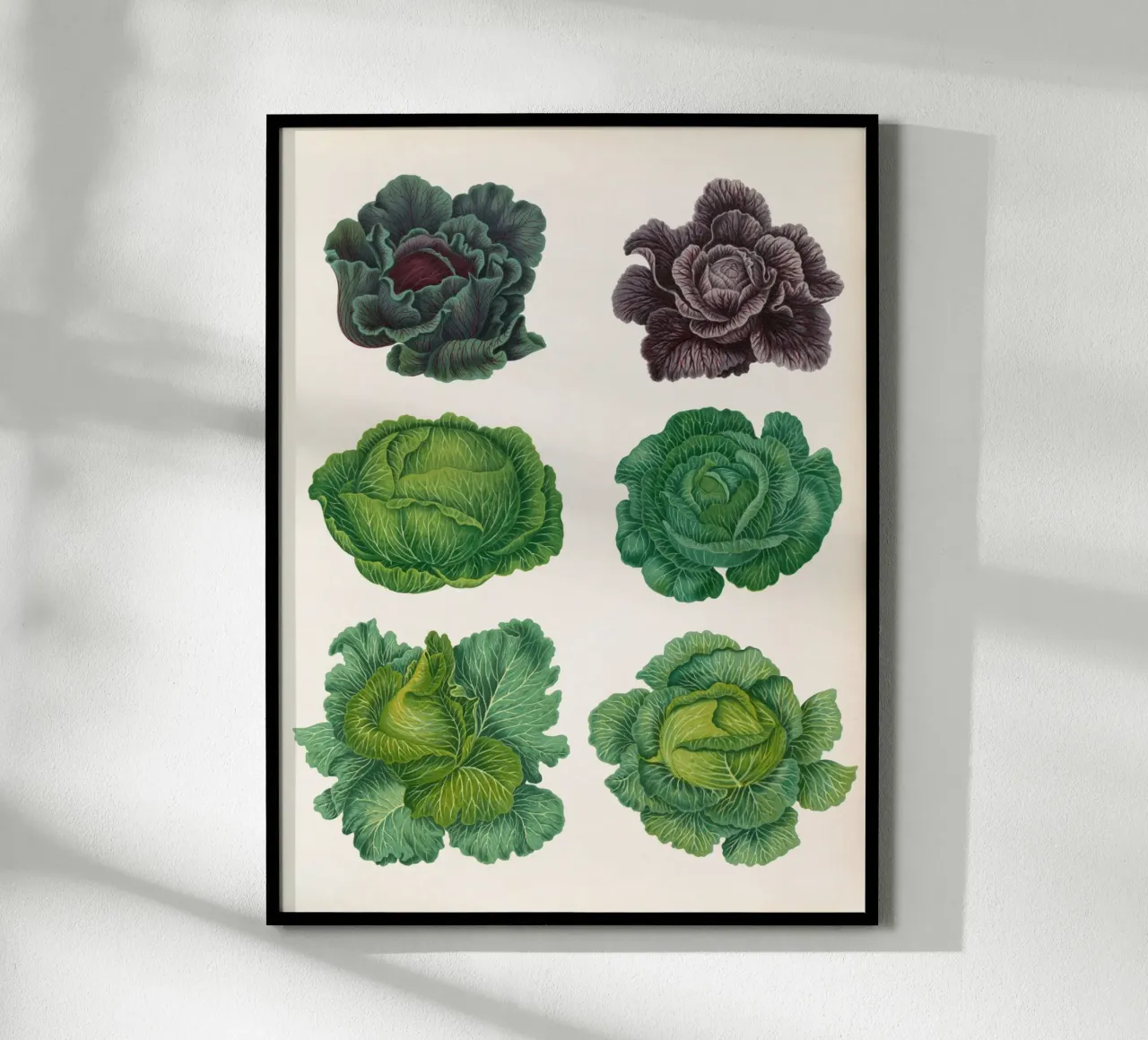 Cavoli poster da Botanical