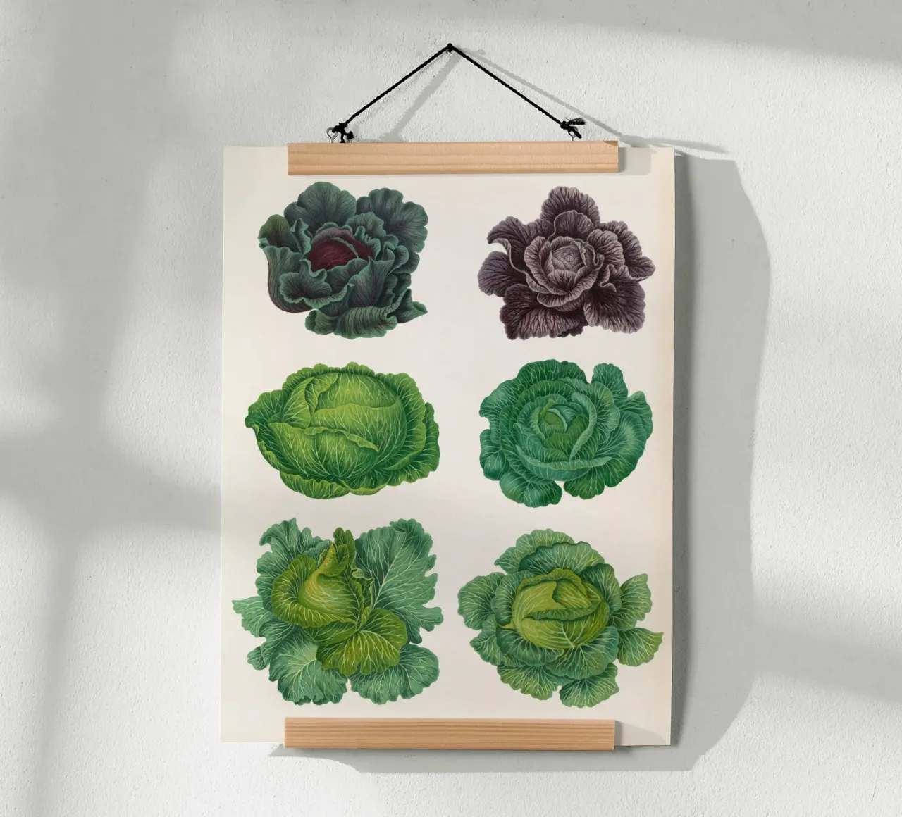Cavoli poster da Botanical