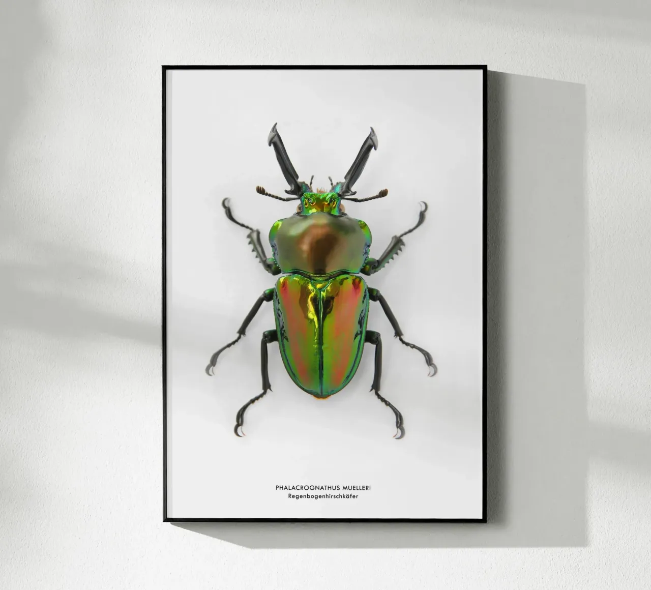 Regenbogenhirschkäfer plexiglass da Soul Traffic