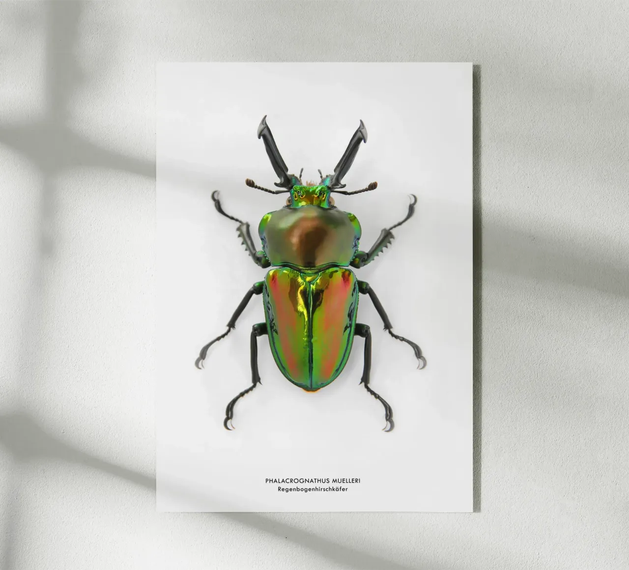 Regenbogenhirschkäfer plexiglass da Soul Traffic