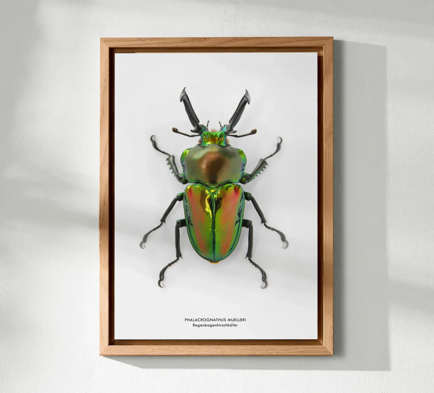 Regenbogenhirschkäfer forex plate by Soul Traffic