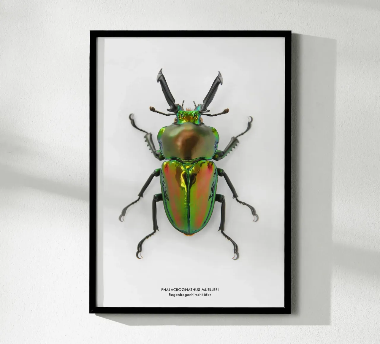 Regenbogenhirschkäfer poster da Soul Traffic