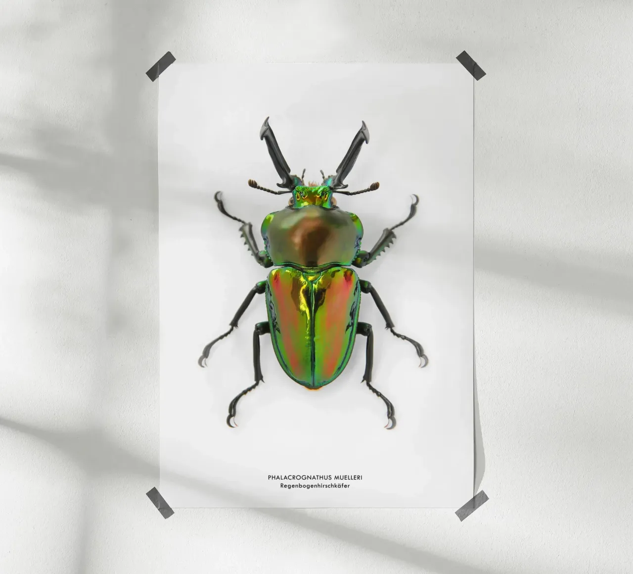 Regenbogenhirschkäfer poster da Soul Traffic