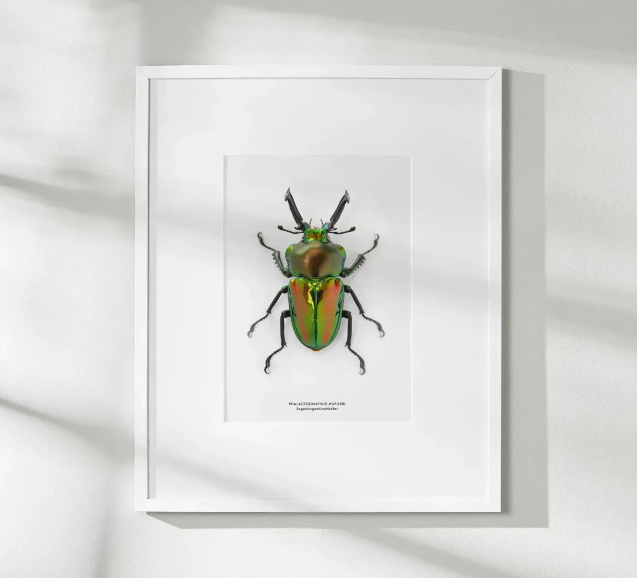 Regenbogenhirschkäfer poster da Soul Traffic