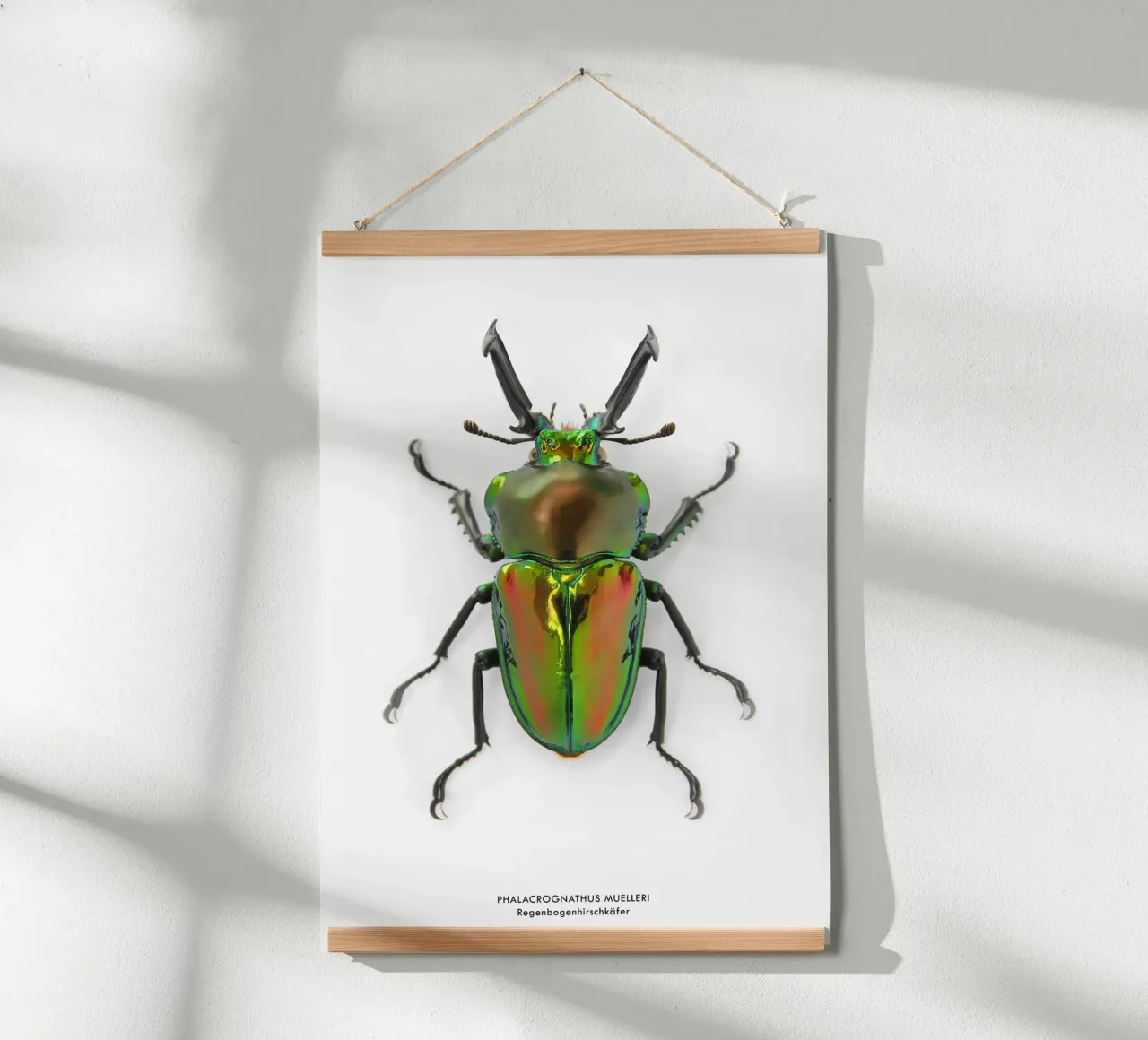 Regenbogenhirschkäfer poster da Soul Traffic