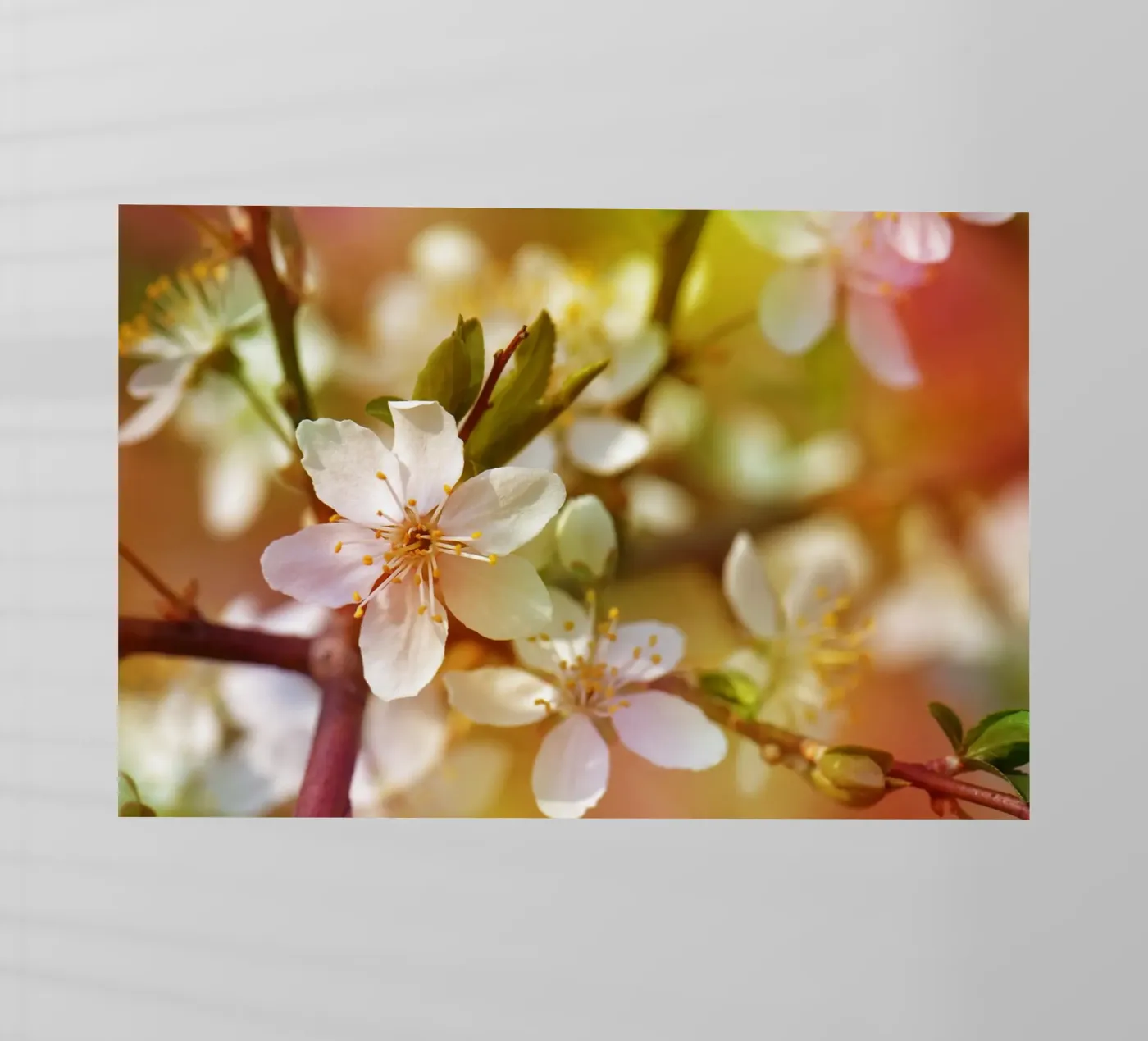 spring film rétro-éclairé de Atteloi Fotografie