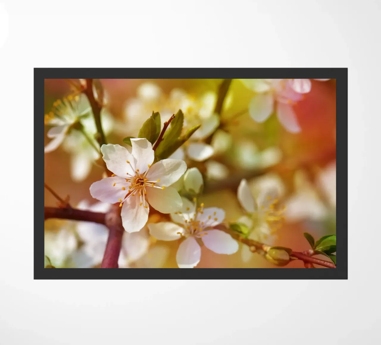 primavera zerbino da Atteloi Fotografie